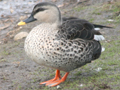 Indian Spot-billed Duck